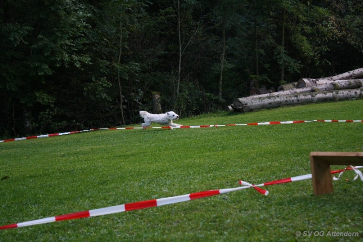 Longieren in der OG Attendorn