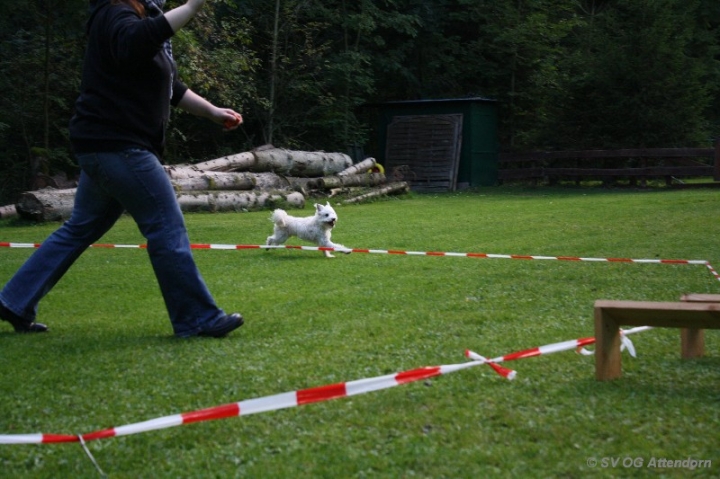 Longieren in der OG Attendorn