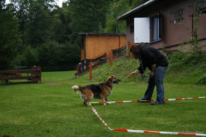 Longieren in der OG Attendorn