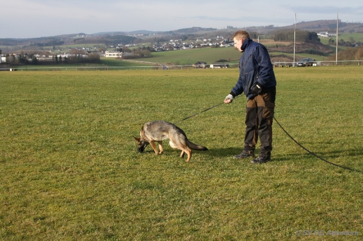 Fährten in der OG Attendorn