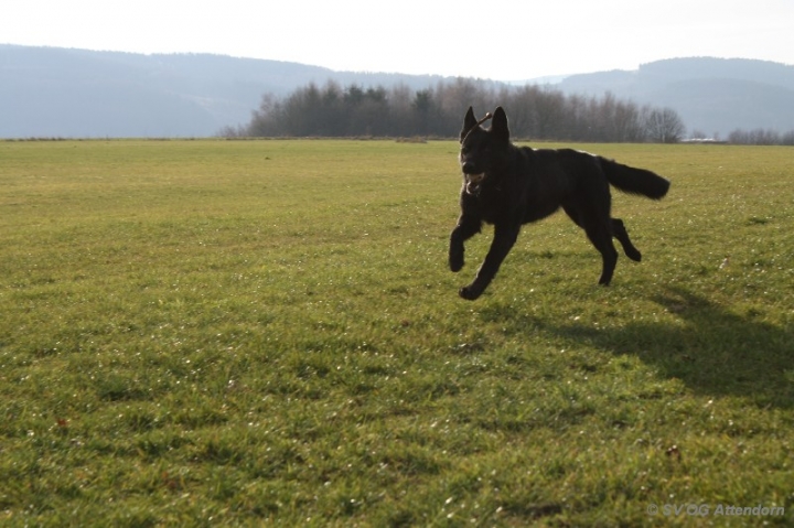 Fährten in der OG Attendorn