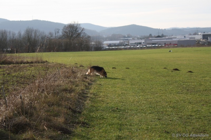 Fährten in der OG Attendorn