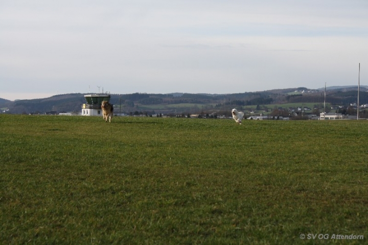 Fährten in der OG Attendorn