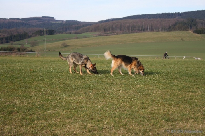 Fährten in der OG Attendorn