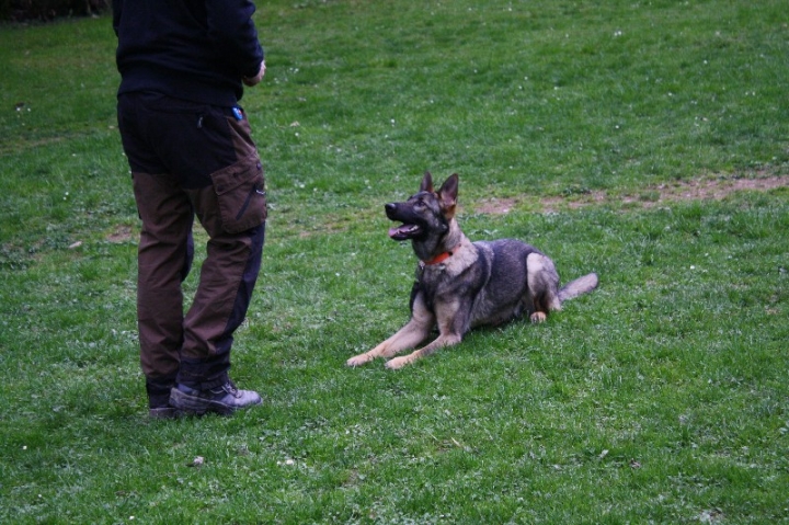 Obedience-Training in der OG Attendorn
