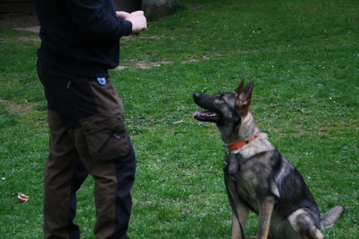 Obedience-Training in der OG Attendorn
