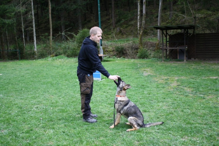Obedience-Training in der OG Attendorn