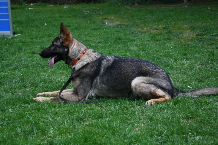 Obedience-Training in der OG Attendorn