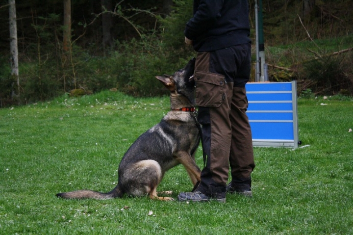Obedience-Training in der OG Attendorn
