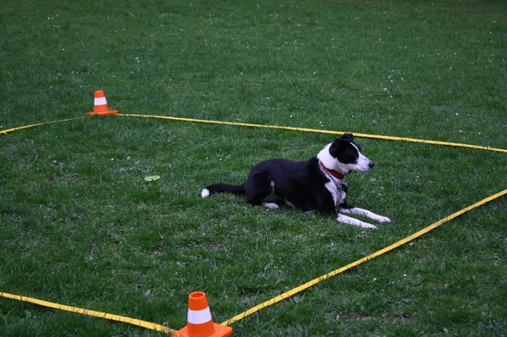 Obedience-Training in der OG Attendorn