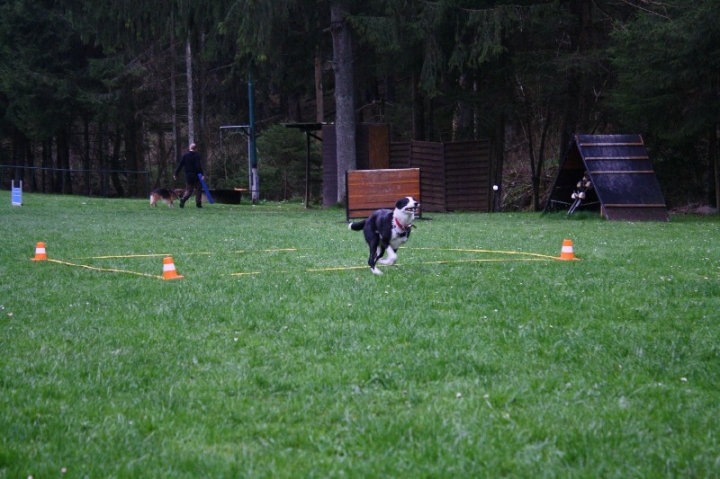 Obedience-Training in der OG Attendorn