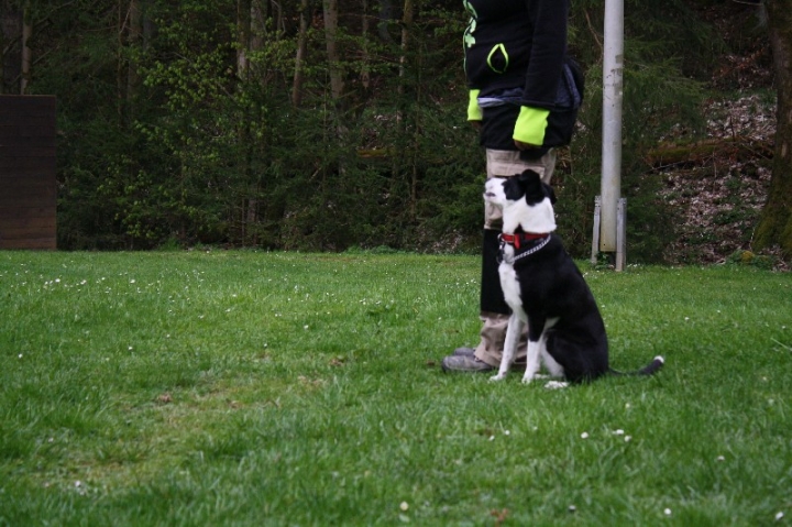 Obedience-Training in der OG Attendorn