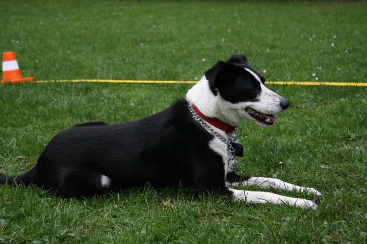 Obedience-Training in der OG Attendorn