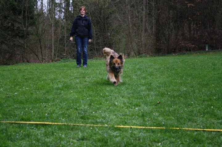 Obedience-Training in der OG Attendorn