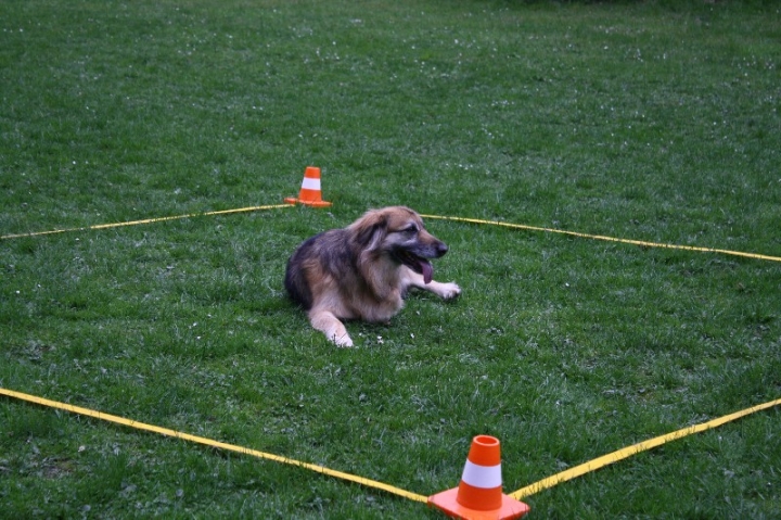 Obedience-Training in der OG Attendorn
