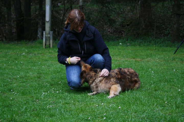 Obedience-Training in der OG Attendorn