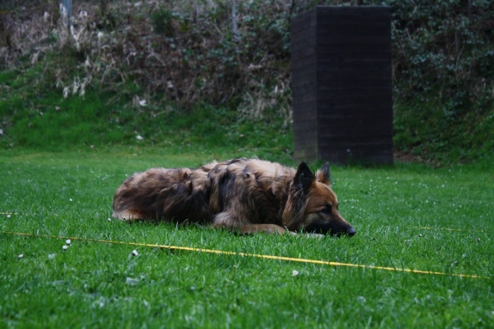 Obedience-Training in der OG Attendorn