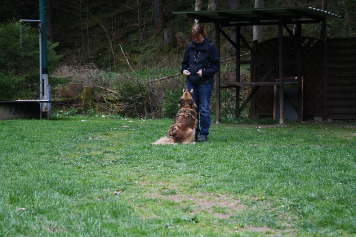 Obedience-Training in der OG Attendorn
