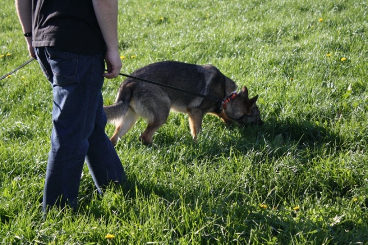 Fährten in der OG Attendorn - 16.04.2014