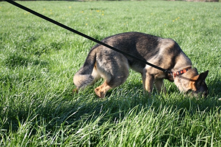 Fährten in der OG Attendorn - 16.04.2014