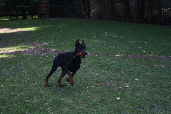 Obedience-Seminar 2013 mit Diana Ripp