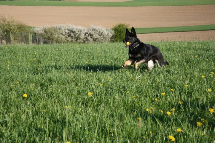 Fährten in der OG Attendorn - 16.04.2014