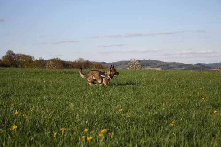 Fährten in der OG Attendorn - 16.04.2014