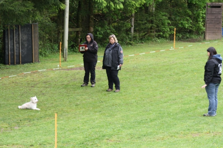 1. Obedience-Prüfung der OG Attendorn