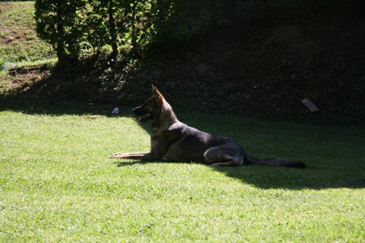 Obedience-Seminar mit Gerlinde Dobler am 22.06.2014