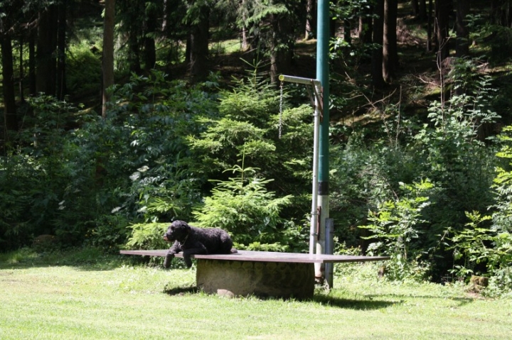 Obedience-Seminar mit Gerlinde Dobler am 22.06.2014