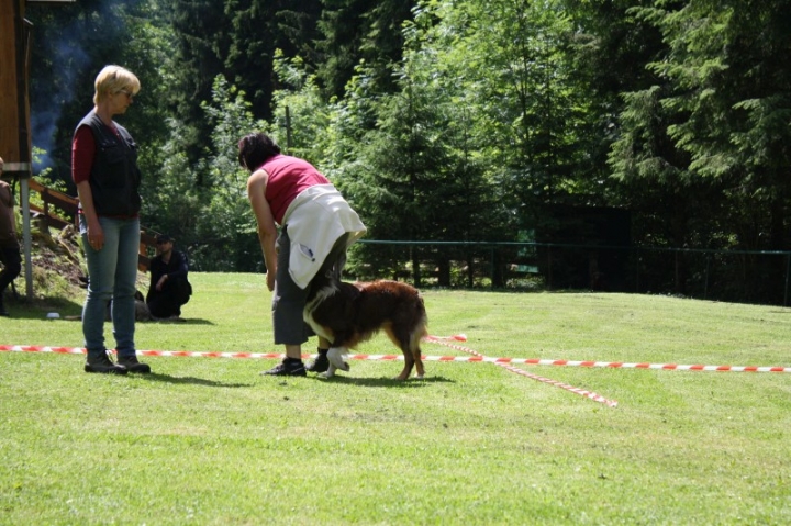 Obedience-Seminar mit Gerlinde Dobler am 22.06.2014