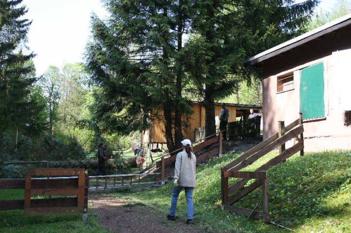Baumfällaktion auf dem Hundeplatz