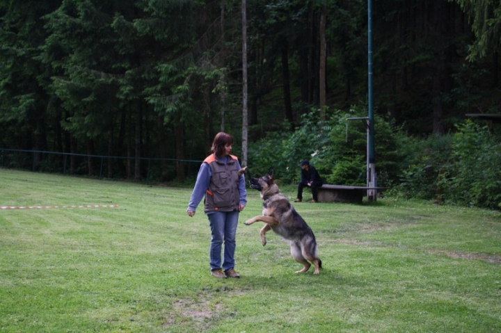 Obedience-Seminar mit Gerlinde Dobler am 22.06.2014