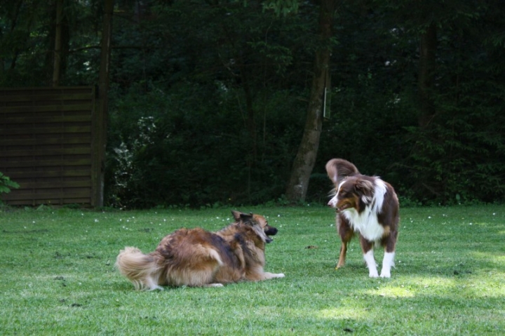 Obedience-Seminar mit Gerlinde Dobler am 22.06.2014