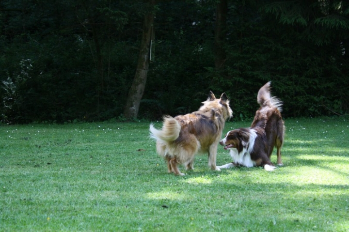 Obedience-Seminar mit Gerlinde Dobler am 22.06.2014