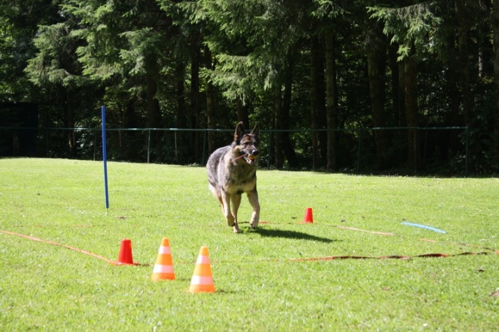 Obedience-Seminar mit Gerlinde Dobler am 06.07.2014