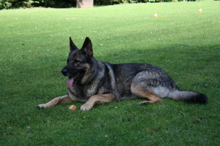 Obedience-Seminar mit Gerlinde Dobler am 06.07.2014