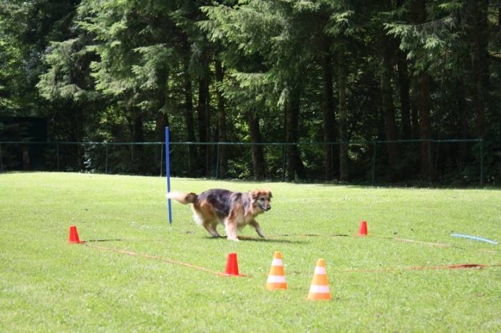 Obedience-Seminar mit Gerlinde Dobler am 06.07.2014