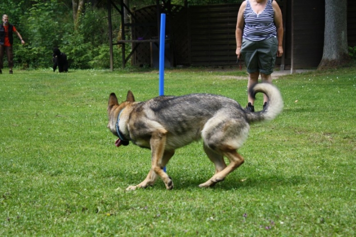 Obedience-Seminar mit Gerlinde Dobler am 06.07.2014