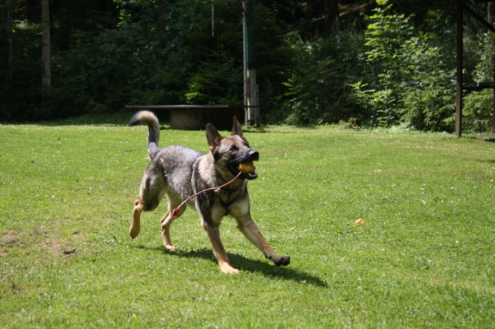 Obedience-Seminar mit Gerlinde Dobler am 06.07.2014