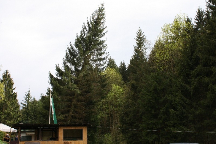 Baumfällaktion auf dem Hundeplatz