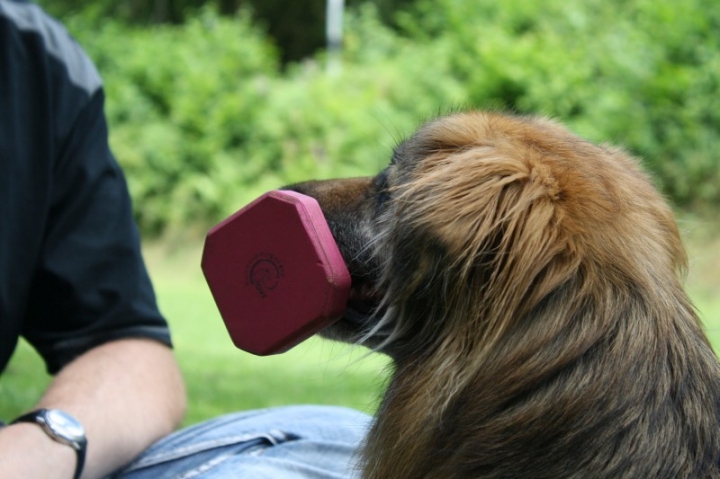 Obedience-Seminar mit Gerlinde Dobler am 06.07.2014