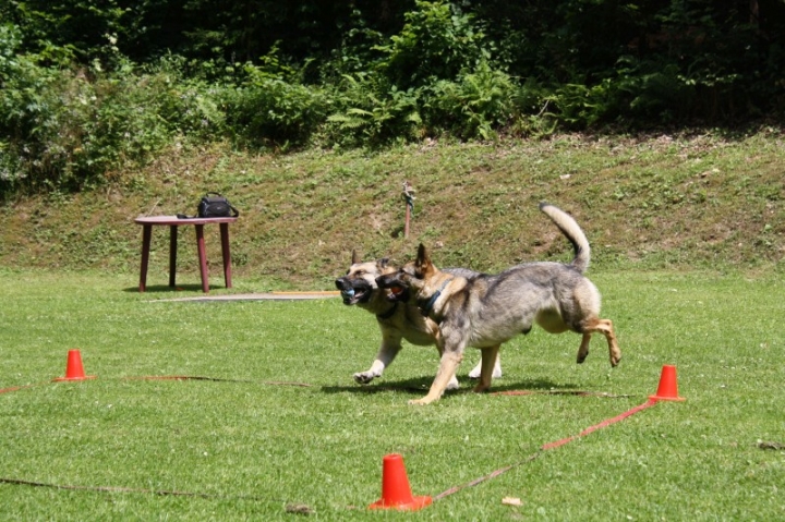 Obedience-Seminar mit Gerlinde Dobler am 06.07.2014