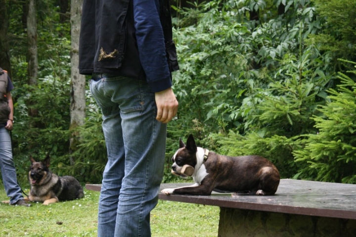 Obedience-Seminar mit Gerlinde Dobler am 06.07.2014