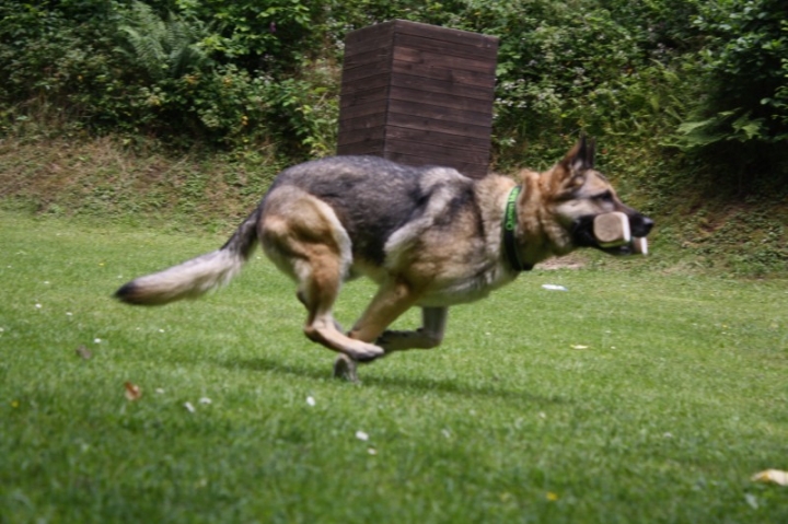 Obedience-Seminar mit Gerlinde Dobler am 06.07.2014