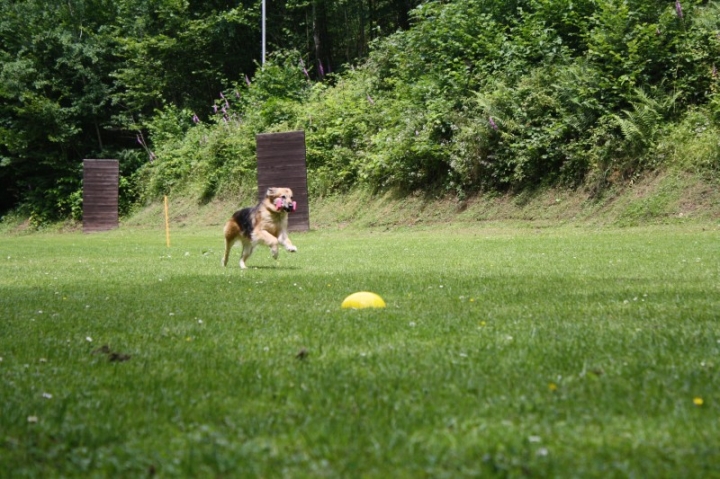 Obedience-Seminar mit Gerlinde Dobler am 06.07.2014