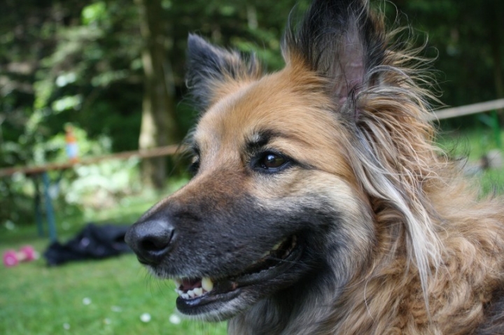 Obedience-Seminar mit Gerlinde Dobler am 06.07.2014
