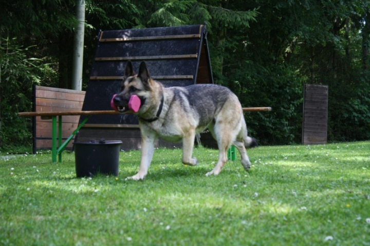Obedience-Seminar mit Gerlinde Dobler am 06.07.2014