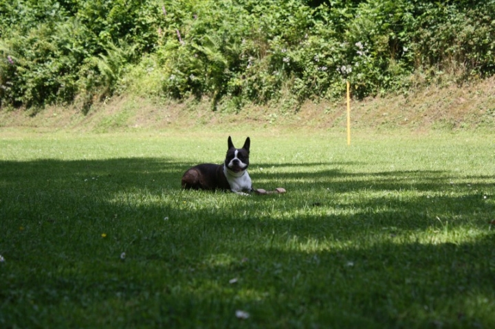 Obedience-Seminar mit Gerlinde Dobler am 06.07.2014