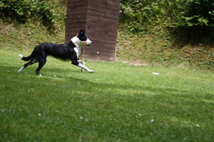 Obedience-Seminar mit Gerlinde Dobler am 06.07.2014